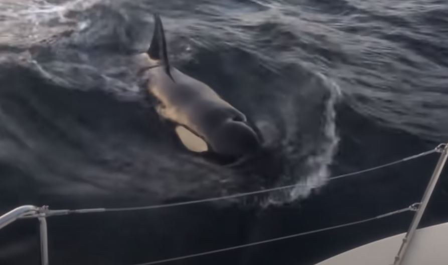 The group of orcas attacked the yacht for two hours