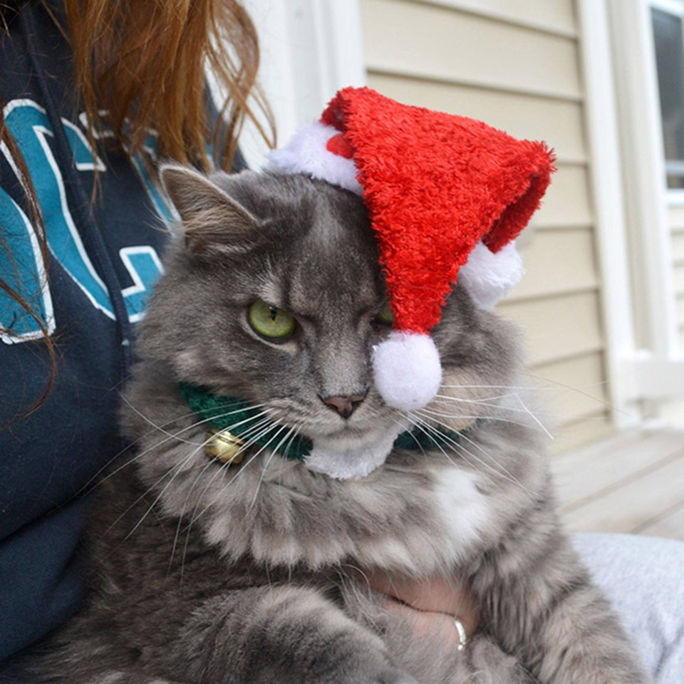 One grey feline is itching to remove his Christmas hat