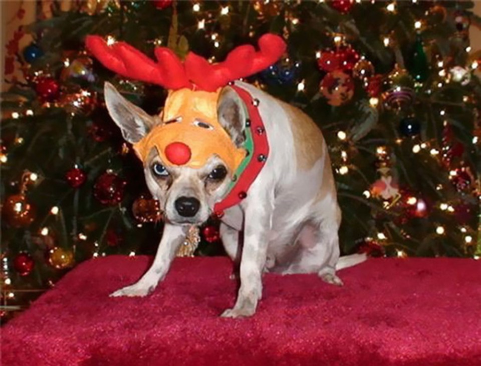 This dog isn't the happiest reindeer you'll ever see