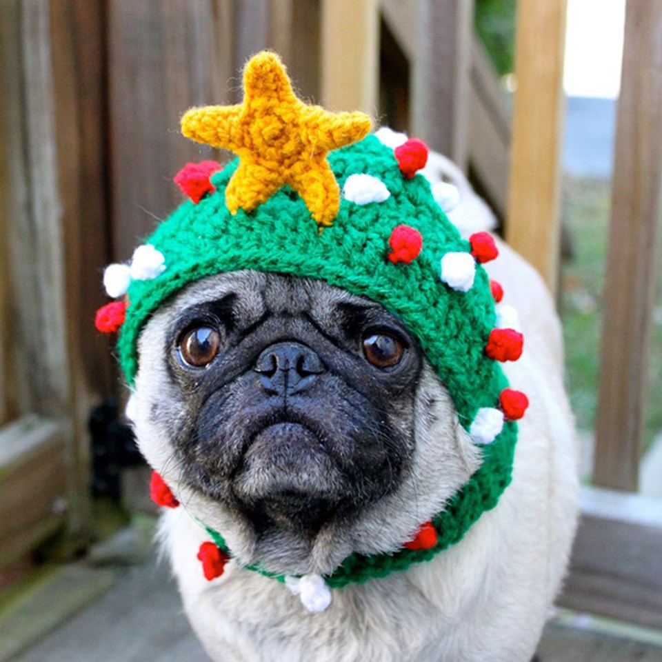 A poor pug looks pained in her festive hat