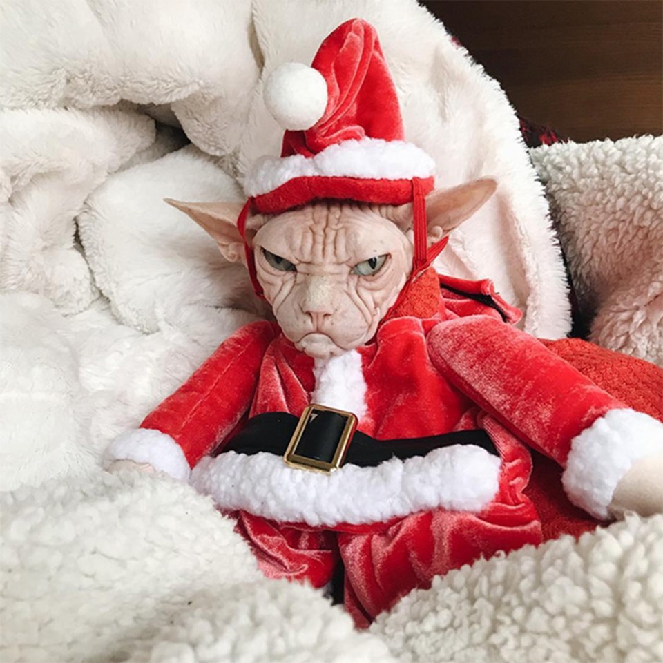 This Siamese puss may be the grumpiest Father Christmas we've ever seen 