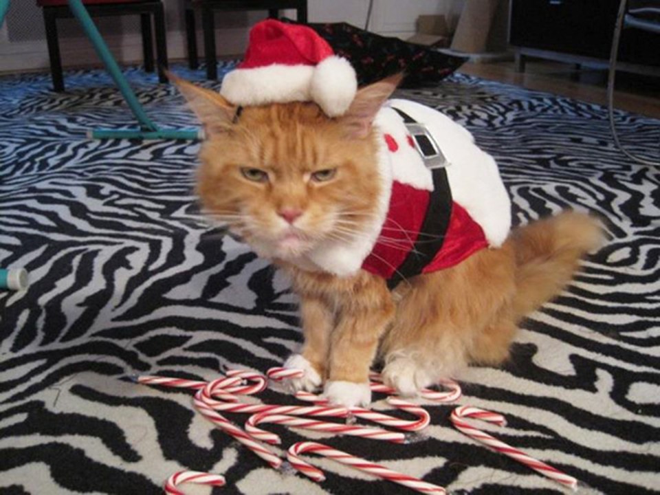 Not even candy canes will perk up this Christmas cat