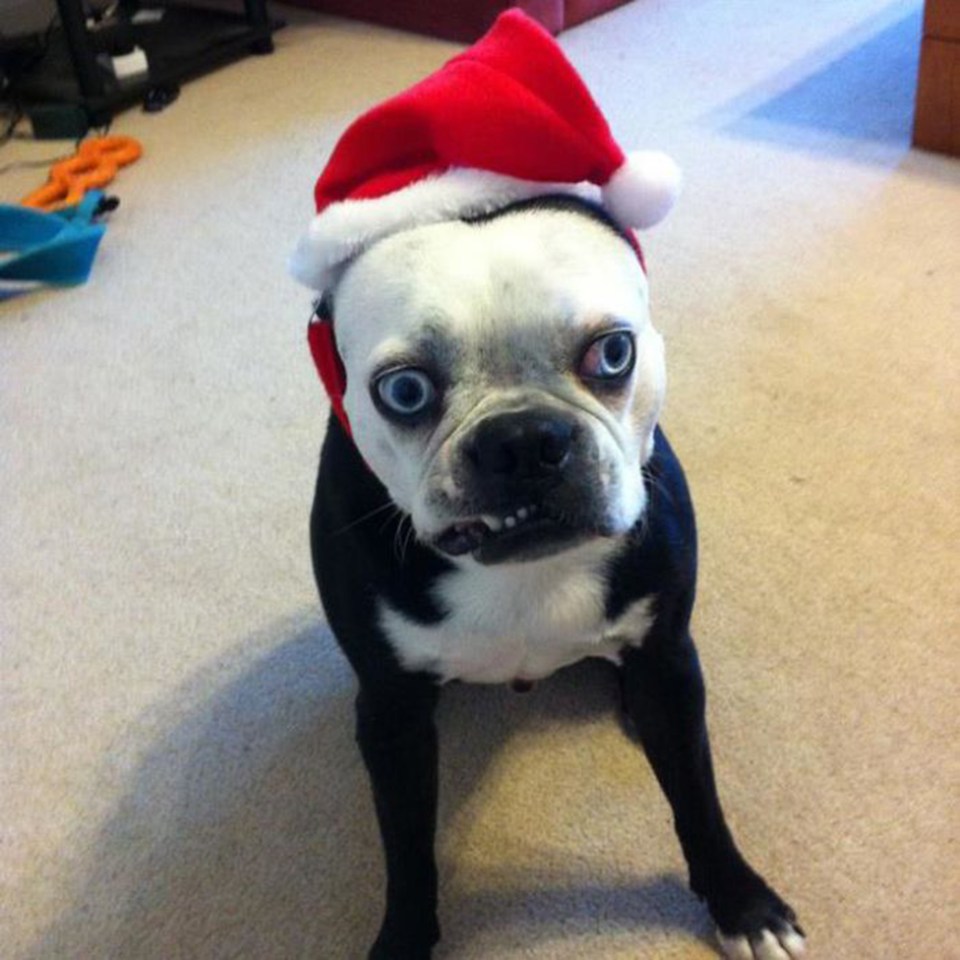 One pooch appears to be in shock at having to wear a Santa's hat