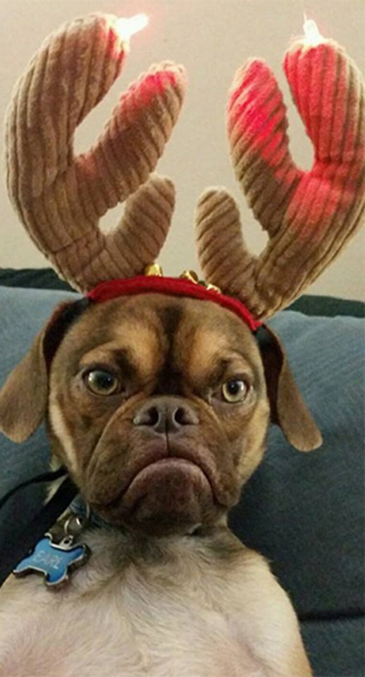 This pooch is less than impressed with his light-up antlers