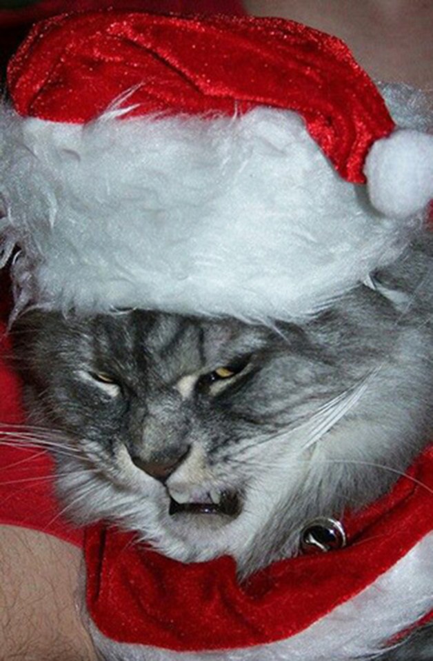 This fluffy grey cat looks every inch the Scrooge in his Christmas get-up