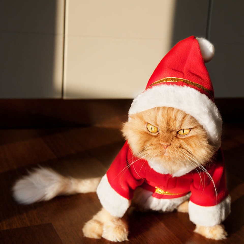 This ginger tabby cat looks far from happy in his Santa outfit