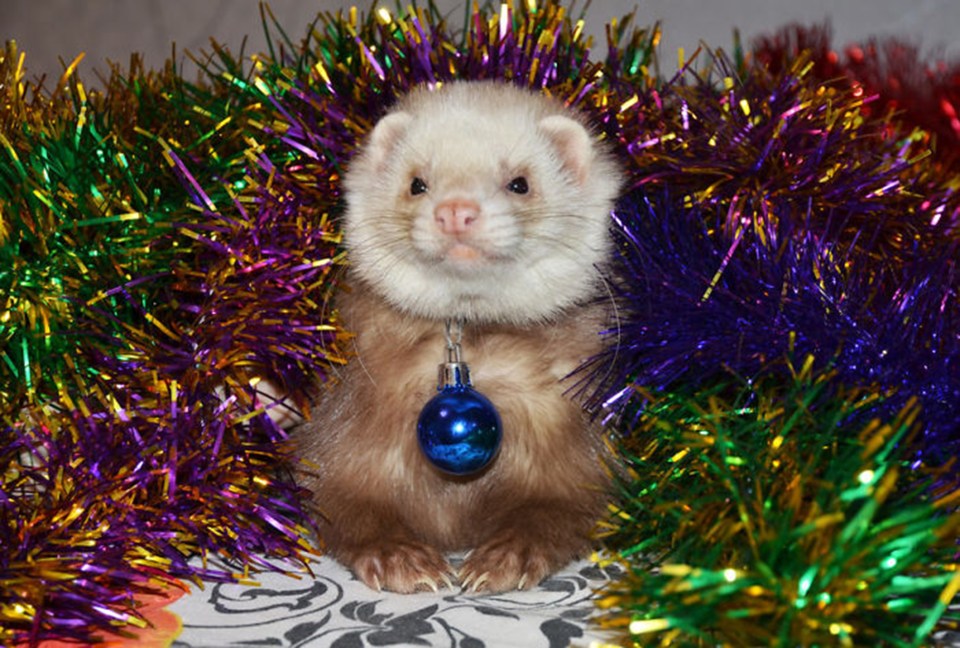 Even ferrets don't seem too keen to get in the Christmas spirit