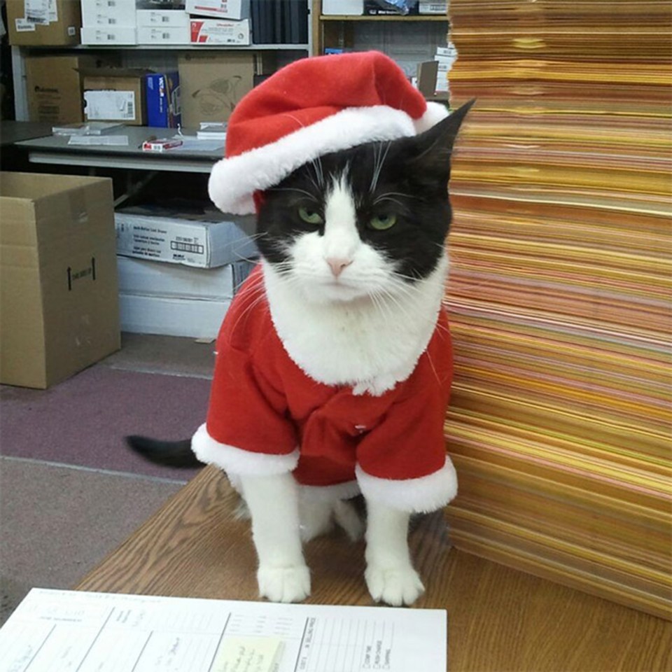 This black and white cat looks ready for Christmas to be over