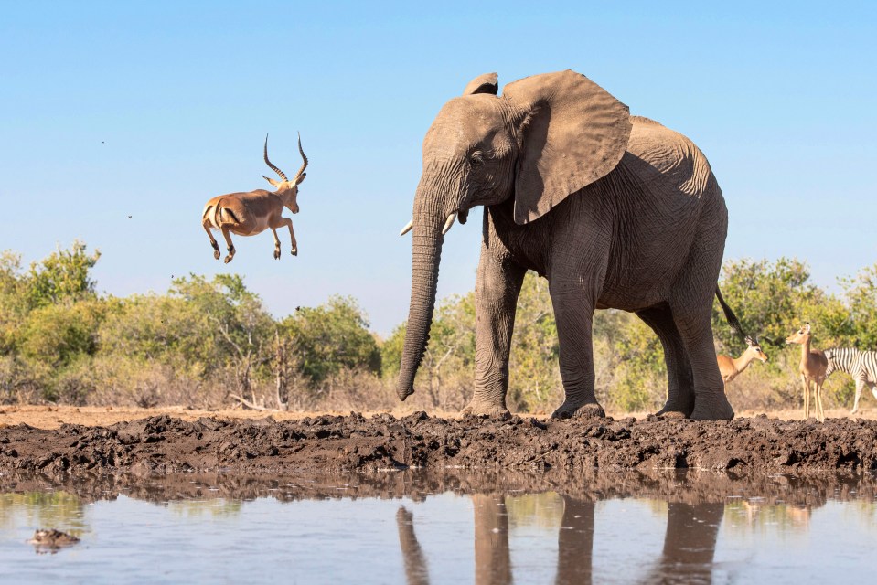 Janet Kleyn, 52, snapped the incredible image in Botswana