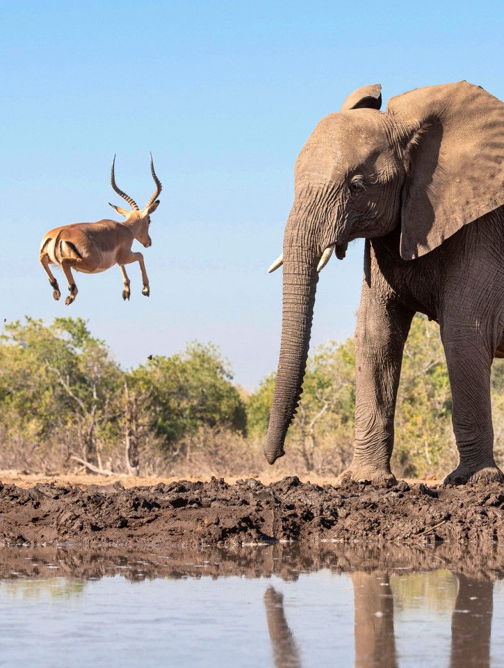 The antelope jumped into the air, reaching the height of a nearby elephant