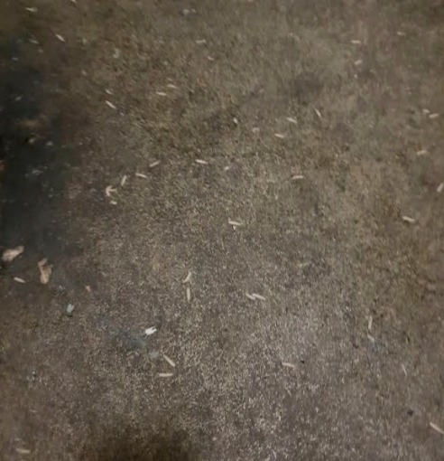 The flat was ravaged with maggots that tried to make a home in the mould and damp