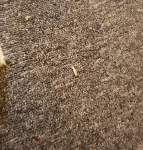 Mr Gould had to pick maggots out of the carpet with tweezers