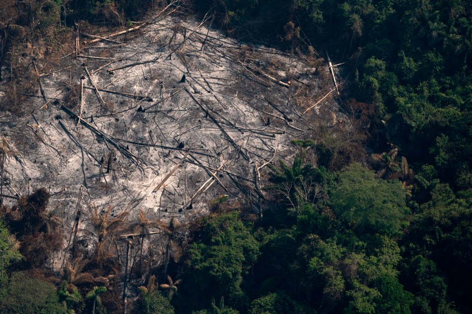 Deforested land is usually used for farming