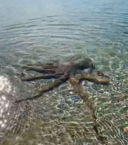 Karlson believes the creature was a 'gloomy octopus'