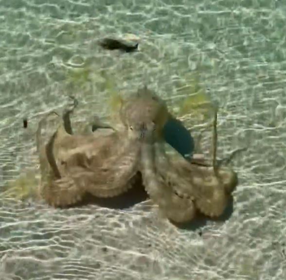 Karlson called the creature 'the angriest octopus in Geographe Bay'
