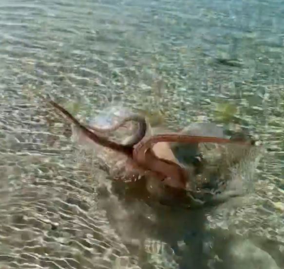 The octopus attacked Lance Karlson after he went in the sea to explore a collection of crab shells