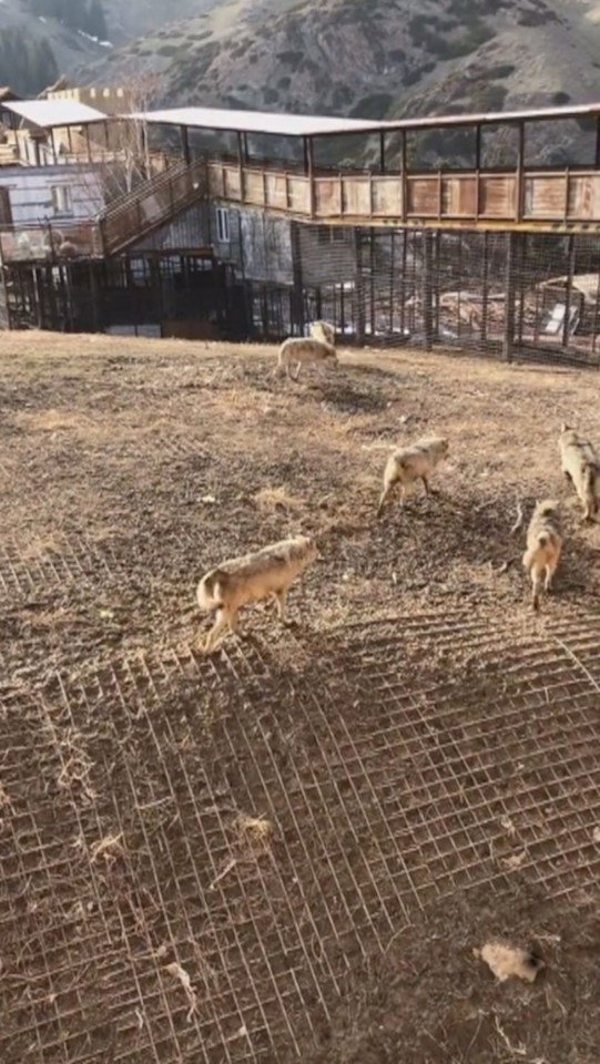 Seven wolves were seen attacking the dog as onlookers screamed in shock