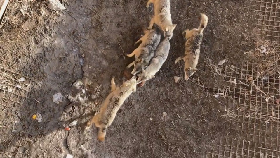 The owner was holding the small dog and watching the wolves from a deck when the pet slipped into the enclosure