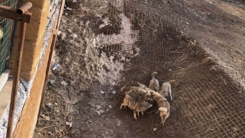 Video shows the wolves mauling the dog before one ran away with it