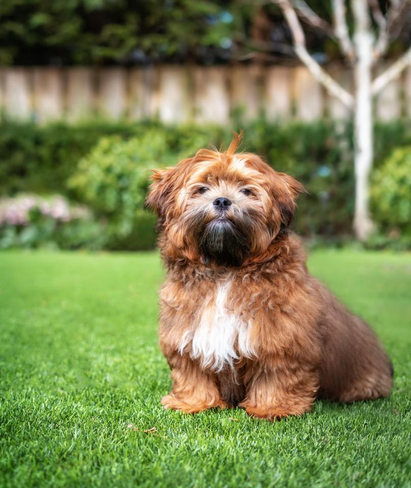The pet dog was reportedly a shichon, a cross between a Shih Tzu and a Bichon Frise