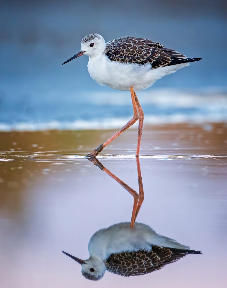 A young bird appears to be looking at itself in a mirror as it pauses in its hunt for food