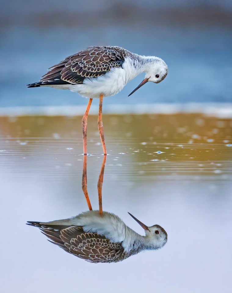 The black-winged stilt was wading through shallow water when it caught sight of itself