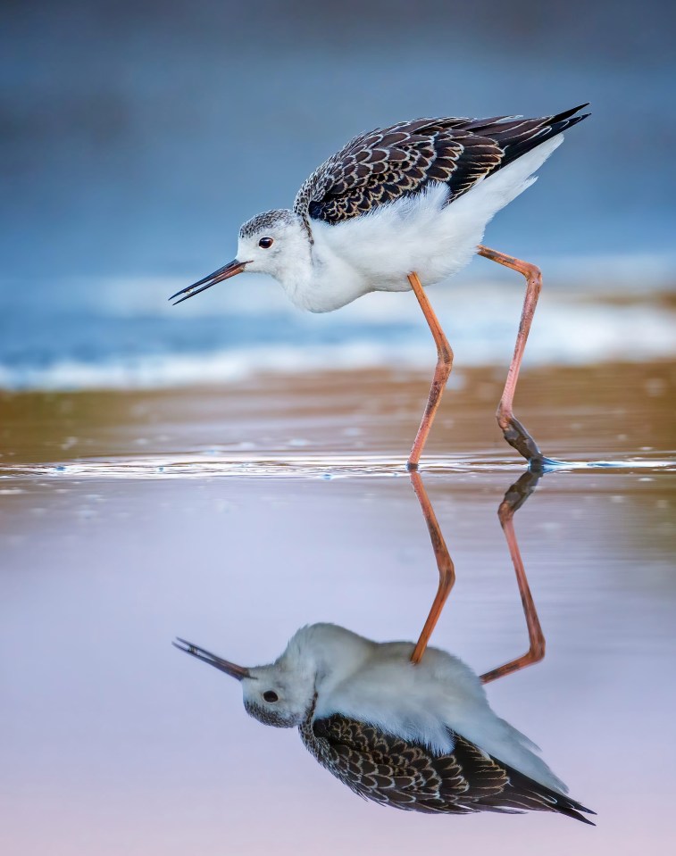 Thomas said: 'I always like to explore the shallow water zones of the lake because many wading birds forage there'
