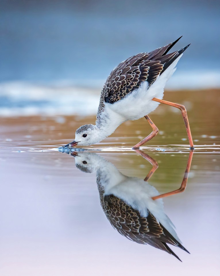 Thomas said: 'The bird is foraging and keeps dragging its beak through the shallow water to catch food like insects or small fish'