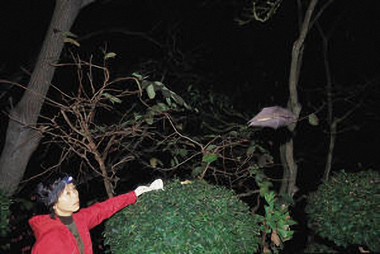Chinese scientist Shi Zhengli is known as 'Bat Woman' for her studies