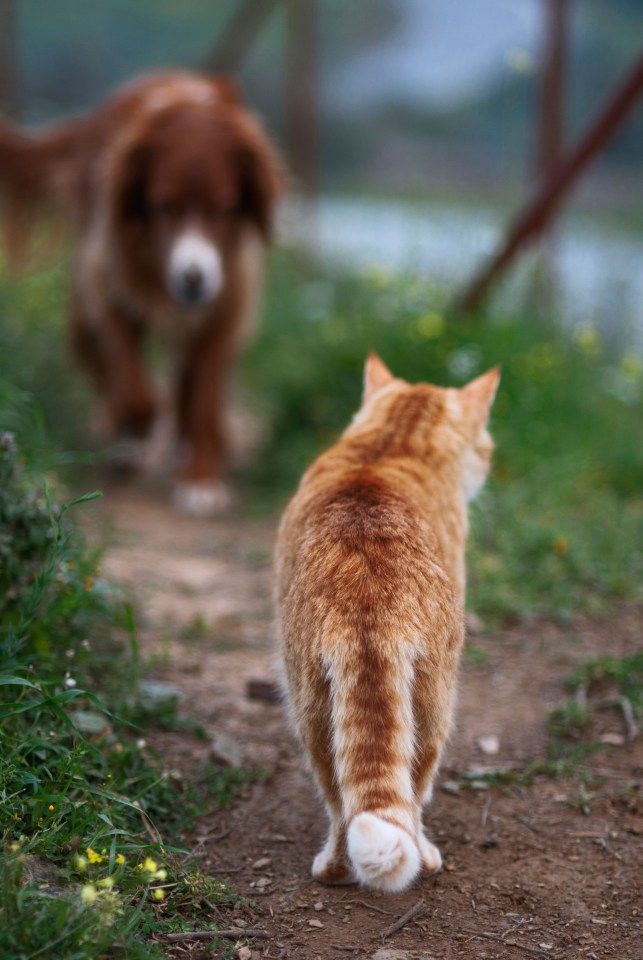 Judge Rinder advises a reader whose neighbour’s dog attacked their elderly cat in the street