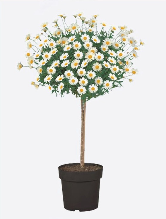 Lidl is selling a trendy Marguerite Tree for just £7.99, less than half the price of other shops