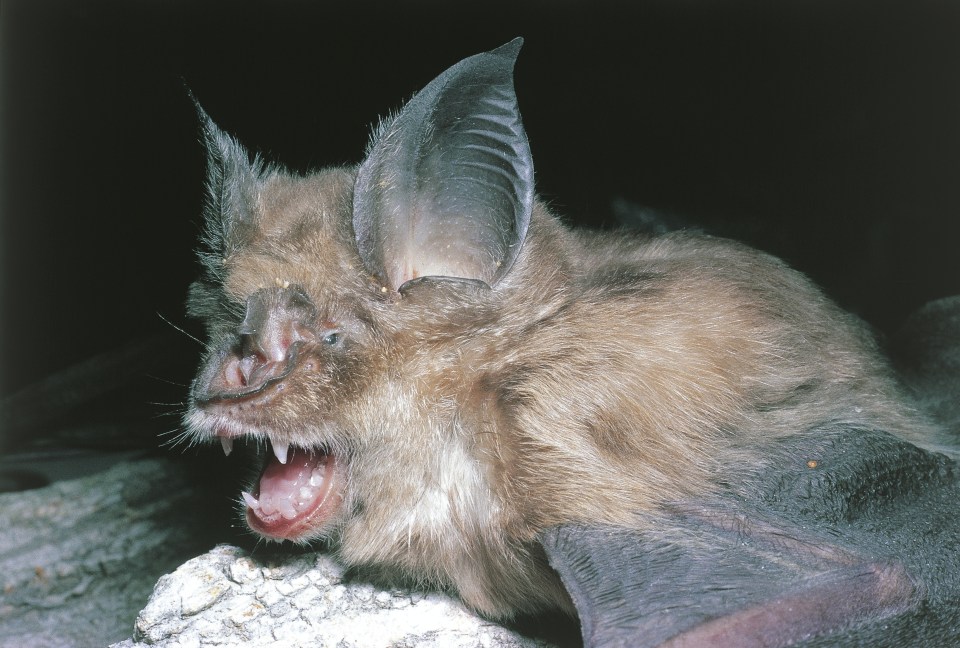Dr Shi Zhengli was carrying out experiments with horseshoe bats