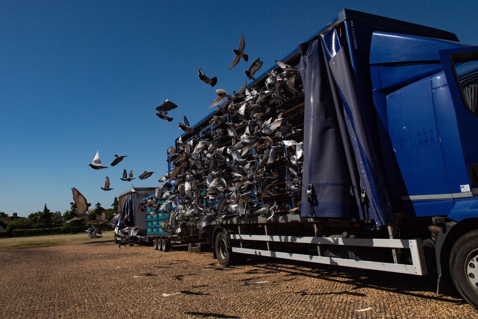 Around 9,000 birds from the North East and North Yorkshire were taking part in the race from Peterborough (stock image)