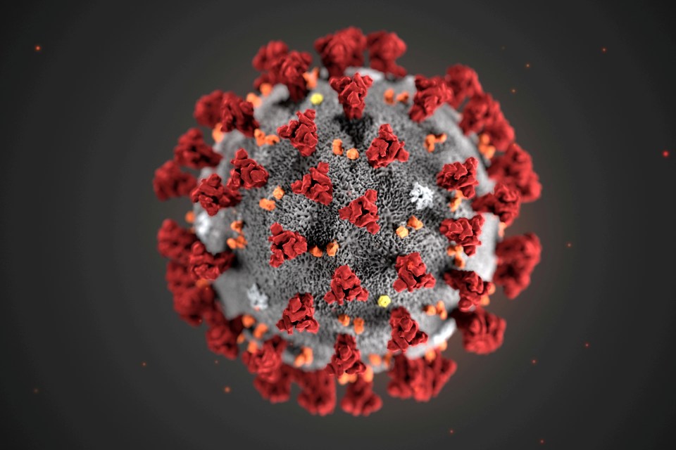 Experts say Covid did not develop like typical animal-to-human viruses