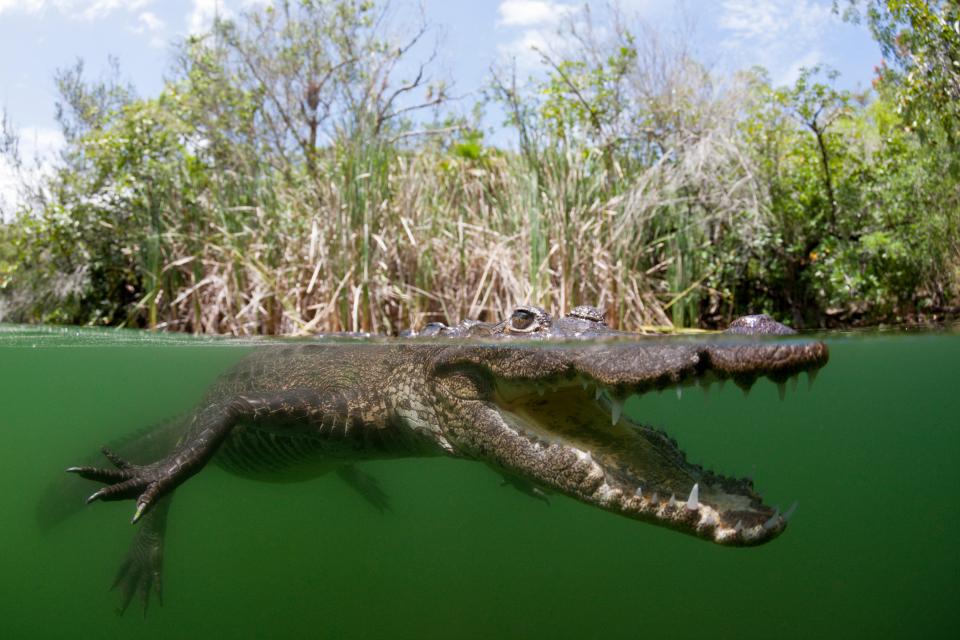 Melissa says she looked the crocodile in the eye before she was dragged underwater