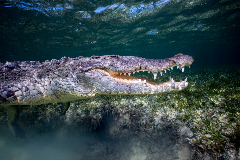 Melissa says the crocodile put her into a death roll