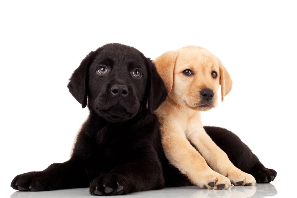 Seventeen per cent of people who bought a dog during lockdown now say they want to get rid of it