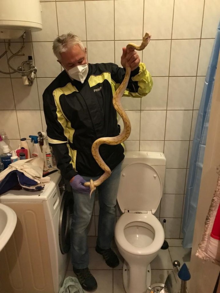 An unlucky Austrian is recovering after being bitten in the 'genital area' by a 5ft snake as he sat on the lav- pictured Werner Stangl with the python