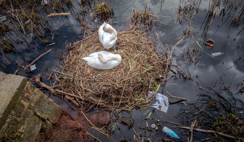 Swans nesting on a lake filled with waste