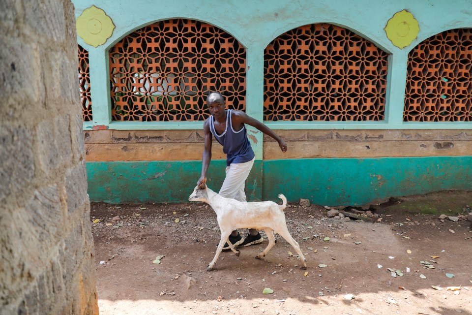 Thousands of sheep and cows all over the world are being sacrificed