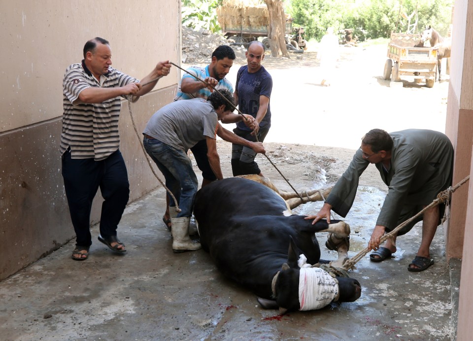 Believers sacrifice animals to mark Eid Al-Adha