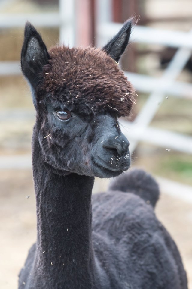 Today is execution day for Geronimo, the lovely alpaca I told you all about on Tuesday