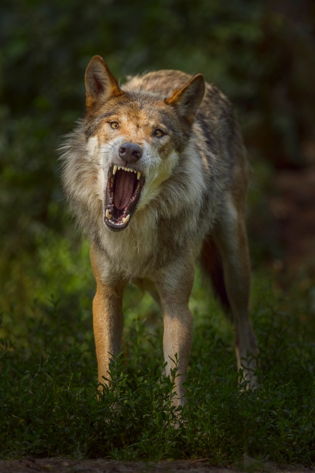 She said: 'I was like the wolves — a hunted animal, and one that would be killed on sight'