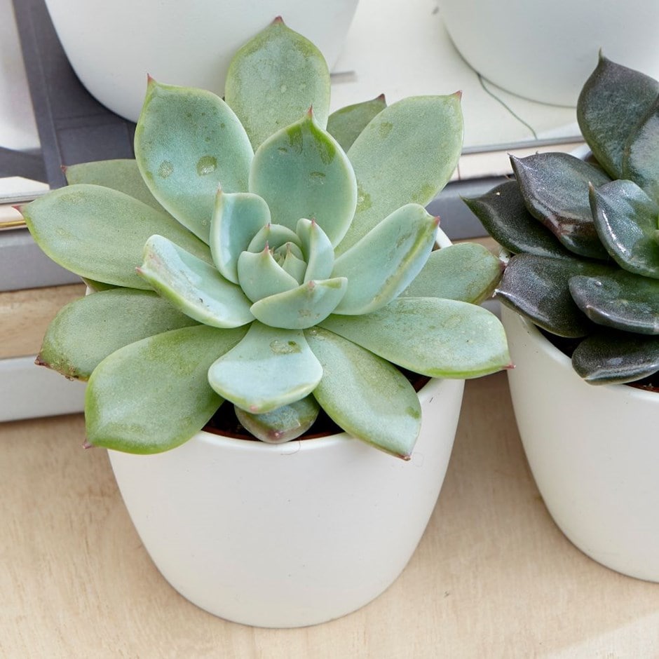 An Echeveria is a very low maintenance plant to care for