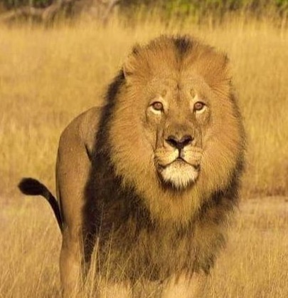 Mopane the lion, who died in 2015, was a much-loved animal in Zimbabwe