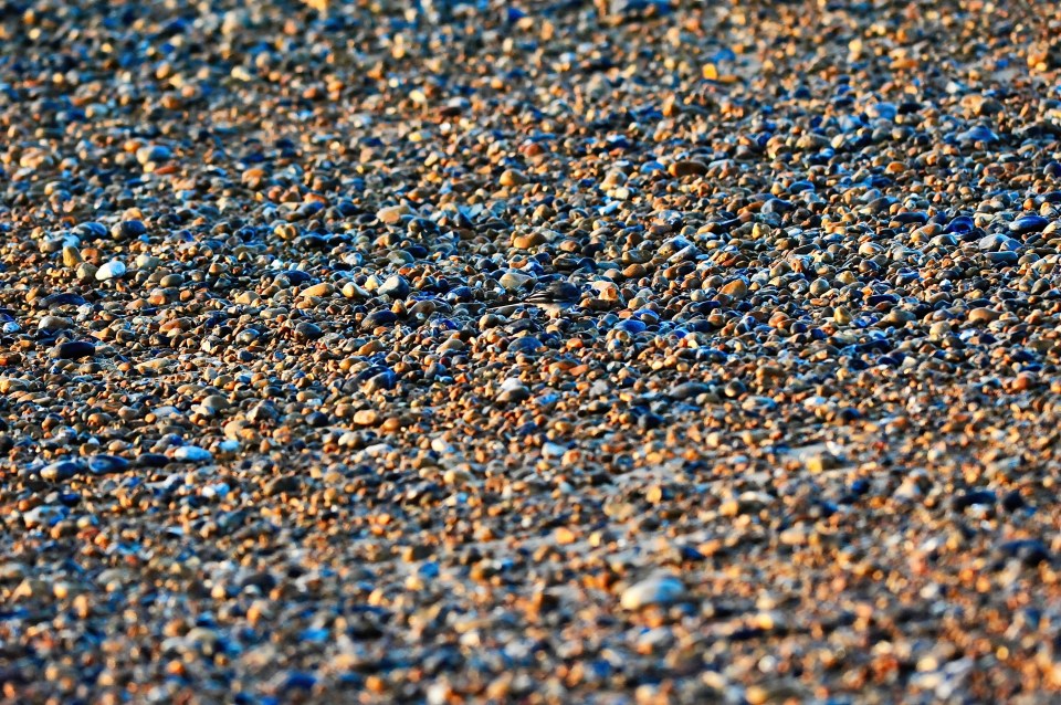 Hidden amongst the pebbles, the common garden bird is almost too hard to spot