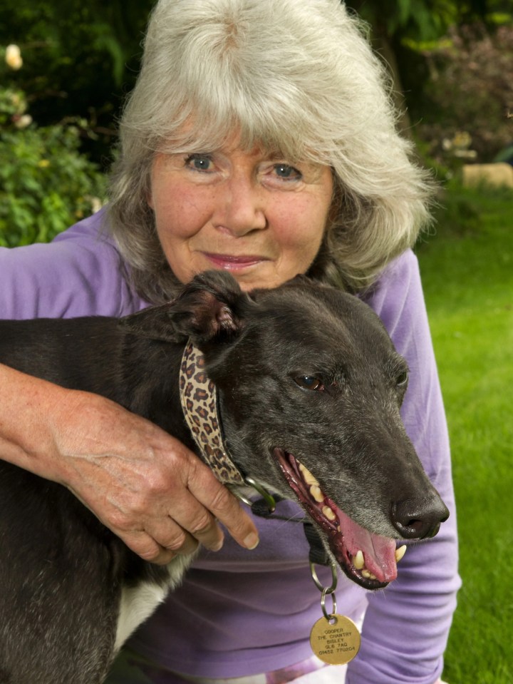 Who would deny 84-year-old novelist Jilly Cooper one last four-legged love?