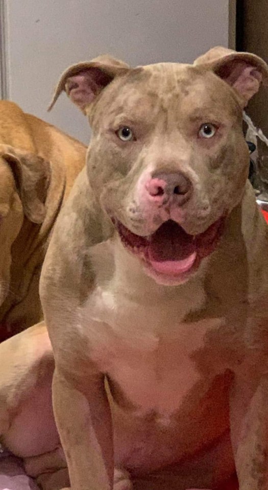 The dog was not a banned breed