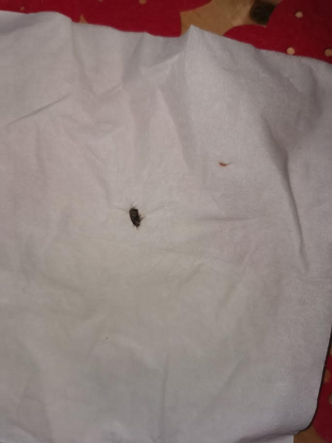 The mum claims the rats poo on her kids' pillows