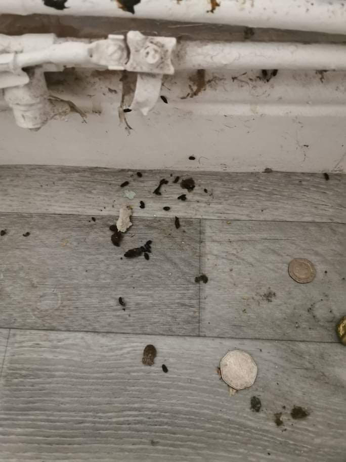The mum, 29, said rat faeces gave her kids "serious chest infections"
